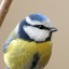 blue-tit