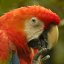 macaw