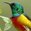 sunbird