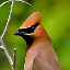 waxwing