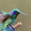 colibri